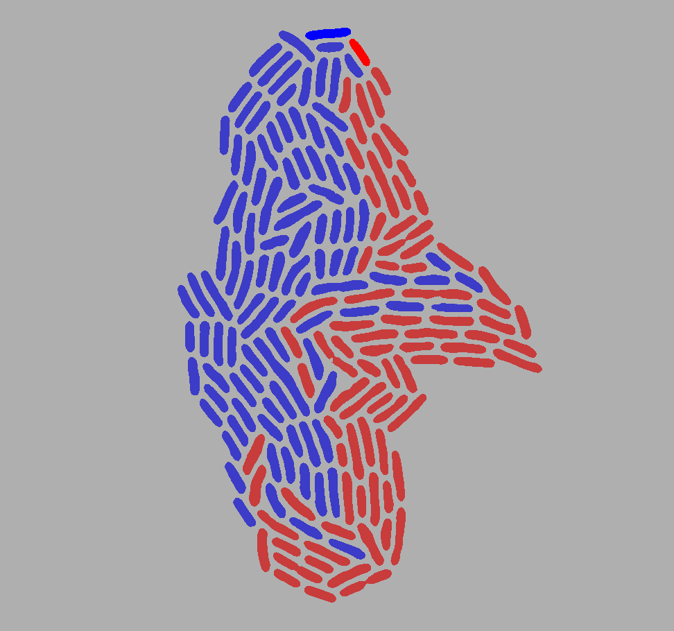 A colored representation of the last frame where cells are colored according to ancestry