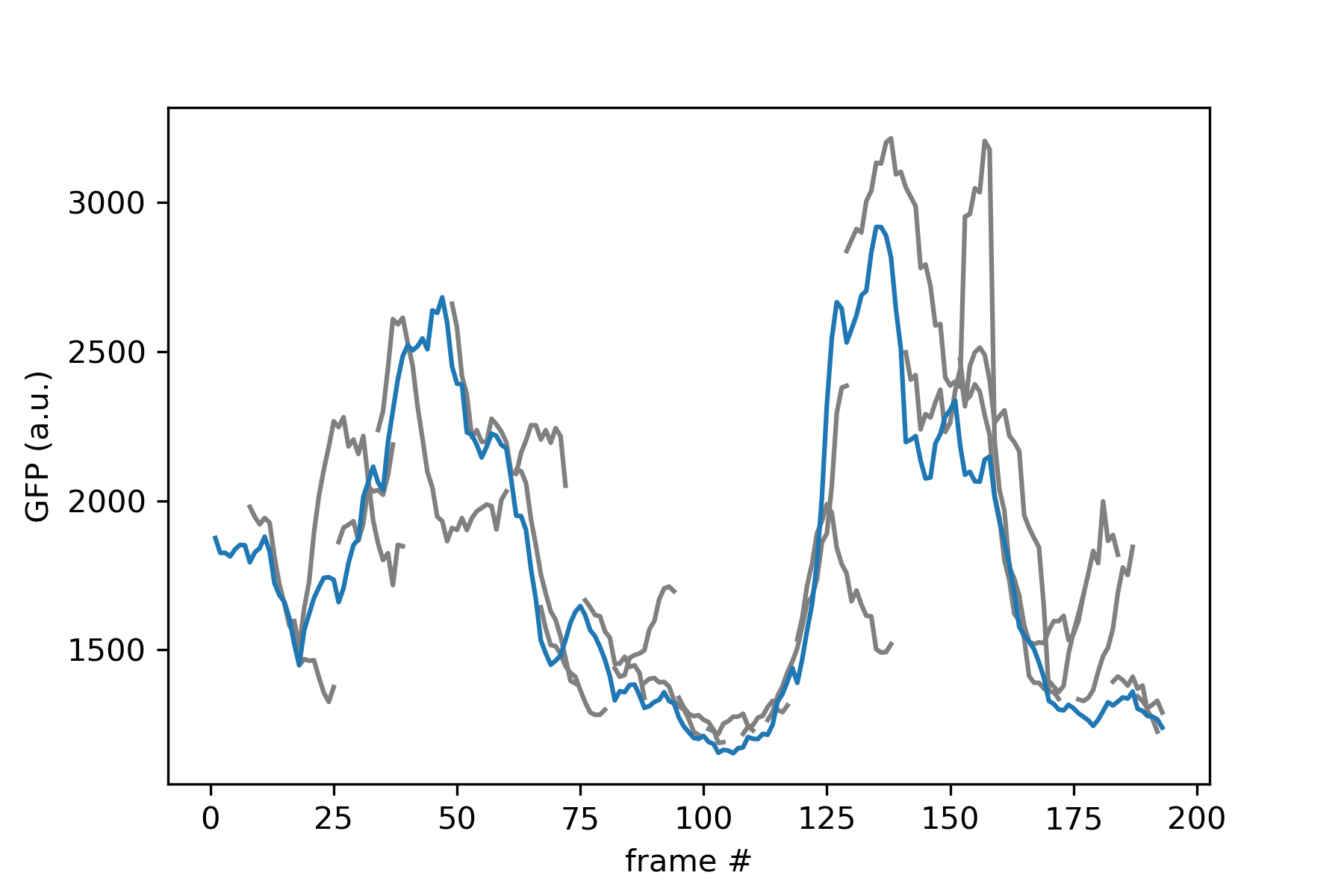 A plot of a mother's cell fluorescence over time (blue) and of its daughters (gray)