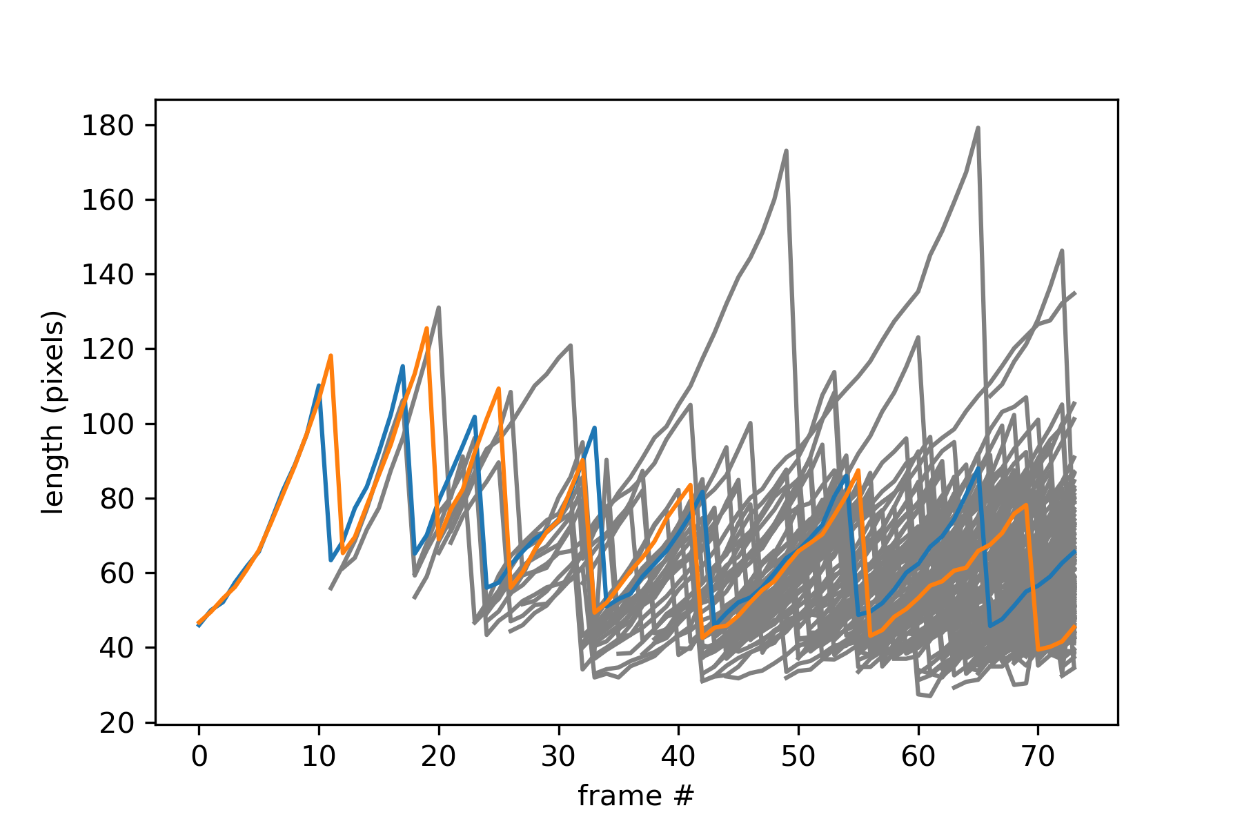 A plot of the imaged cell's length over time. The two initial cells are colored while others are gray.